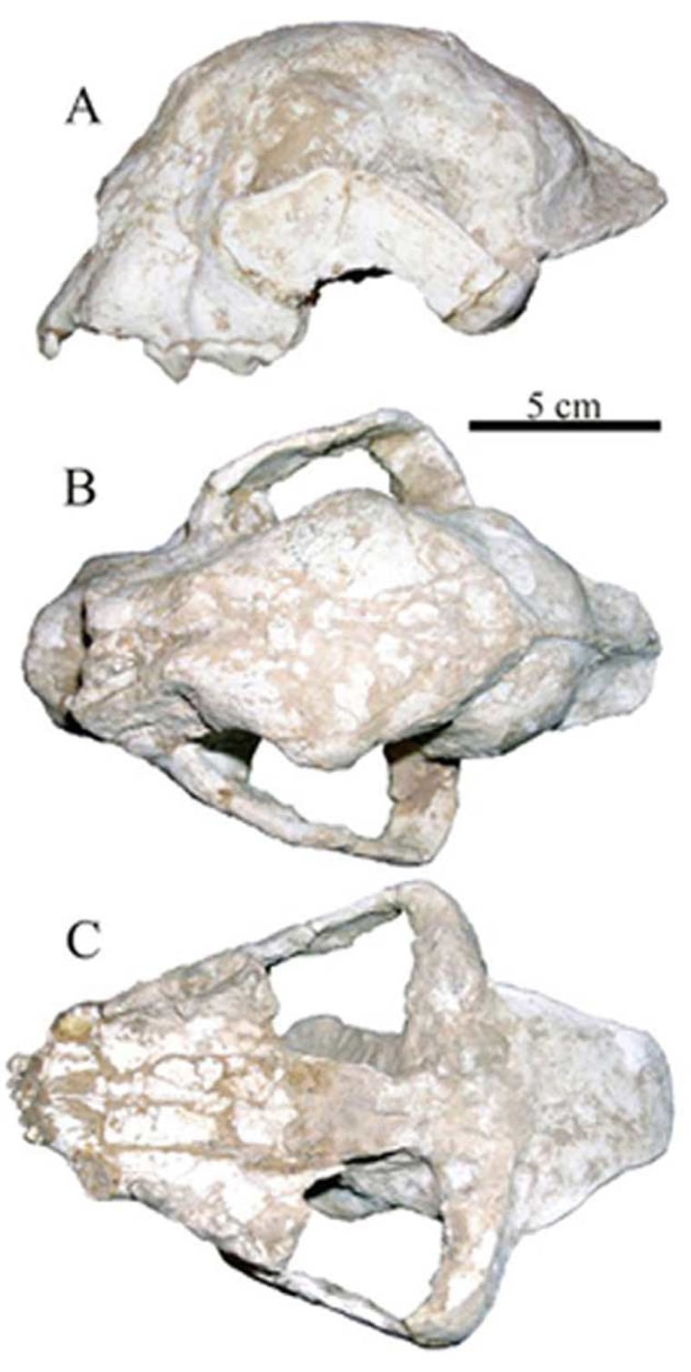 This skull specimen represents the most primitive cheetah species known to date. A. View from the side; B. View from above; and C. View from below.